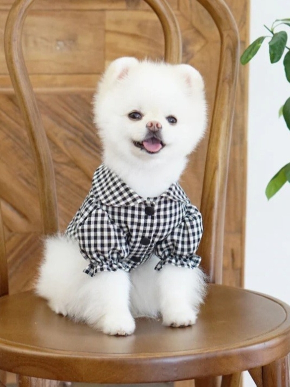 CokeMill Black Checked Dog Blouse